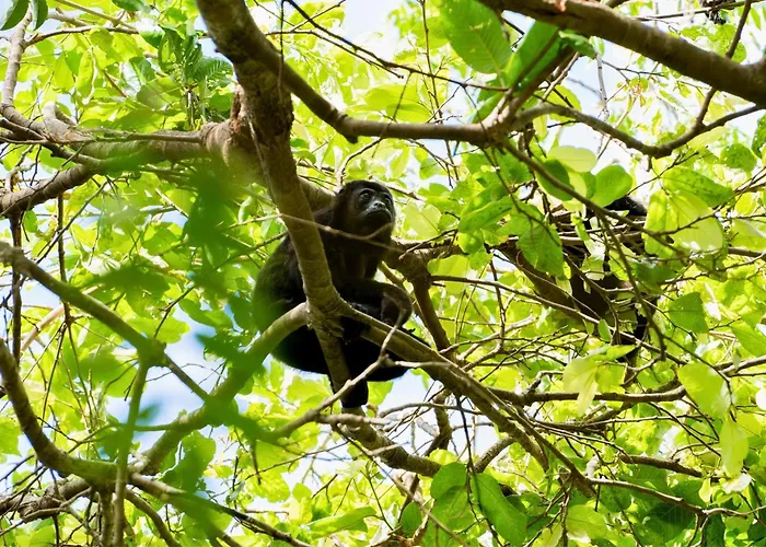 Antema Secteur Tamarindo, Piscine, Yoga, Gym, Jungle Et Paix Tamarindo